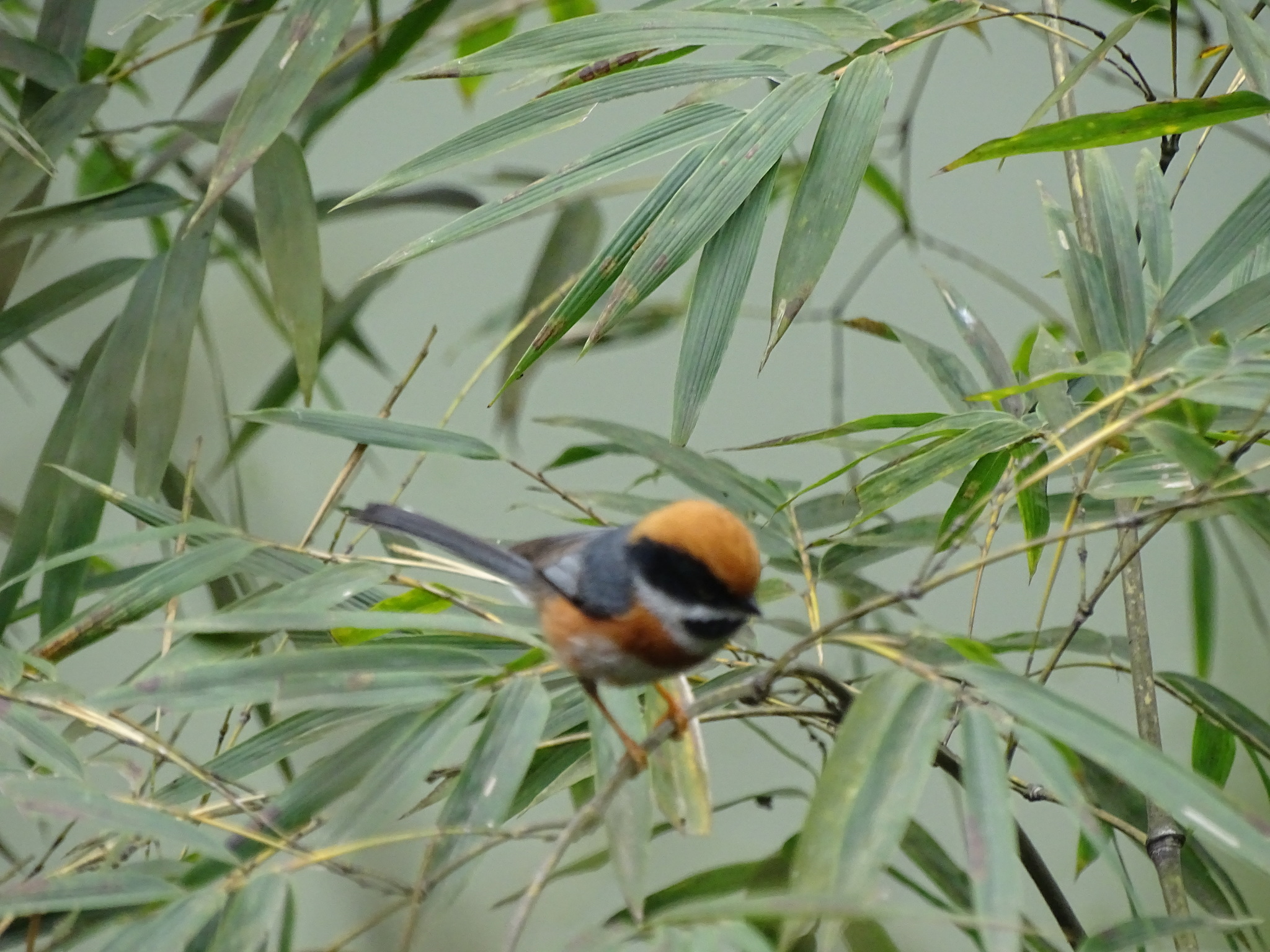 Black-throated Bushtit