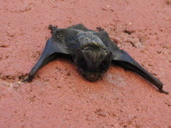 Barbastella barbastellus