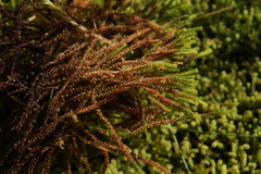 Paludella squarrosa