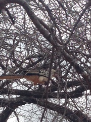 Tockus erythrorhynchus