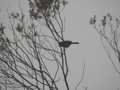 Microspingus erythrophrys