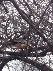 Tockus erythrorhynchus