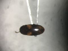 Dacne quadrimaculata