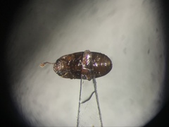 Dacne quadrimaculata