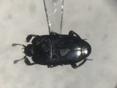 Platylomalus aequalis