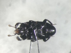 Platylomalus aequalis