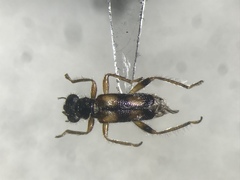 Phyllobaenus pallipennis