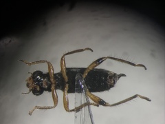 Phyllobaenus pallipennis