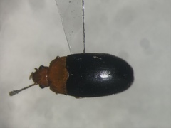 Triplax thoracica
