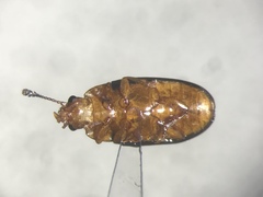 Triplax thoracica