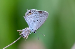 Euchrysops cnejus cnejus
