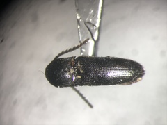 Microrhagus triangularis