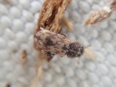 Synchita undata