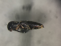 Microrhagus triangularis