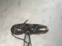 Microrhagus triangularis