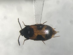 Mycetophagus punctatus