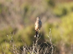 Cercotrichas coryphoeus cinerea