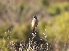 Cercotrichas coryphoeus cinerea