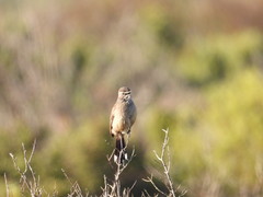 Cercotrichas coryphoeus cinerea