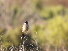 Cercotrichas coryphoeus cinerea
