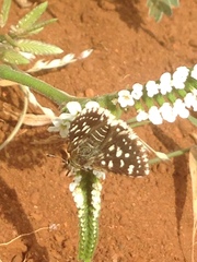 Spialia