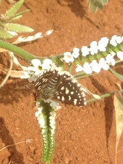 Spialia