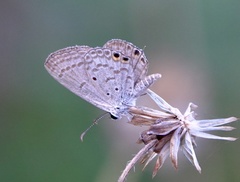 Euchrysops cnejus cnejus