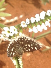 Spialia