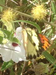 Colotis danae eupompe