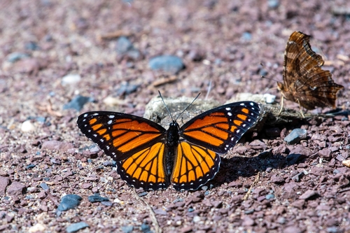 Viceroy photo 4