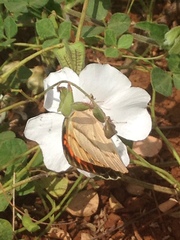 Colotis danae eupompe