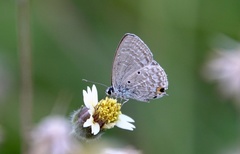 Catochrysops panormus exiguus