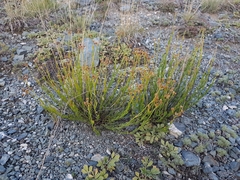 Haplophyllum dauricum
