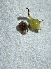Fimbristylis tomentosa