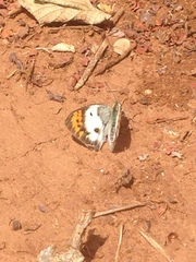 Colotis danae eupompe