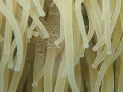 Periclimenes sagittifer