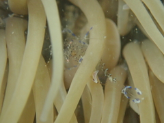 Periclimenes sagittifer