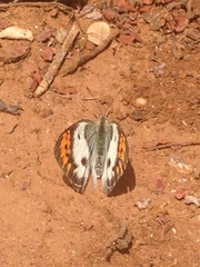 Colotis danae eupompe