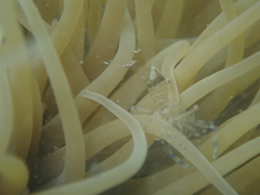 Periclimenes sagittifer