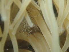 Periclimenes sagittifer