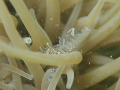 Periclimenes sagittifer