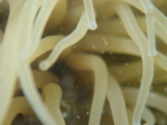 Periclimenes sagittifer