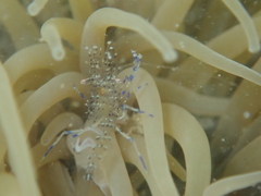 Periclimenes sagittifer