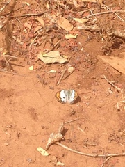 Colotis danae eupompe