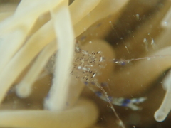 Periclimenes sagittifer