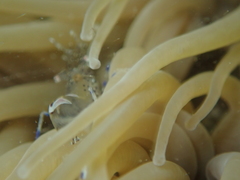 Periclimenes sagittifer