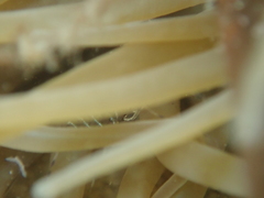 Periclimenes sagittifer