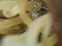 Periclimenes sagittifer