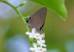 Rapala manea chozeba