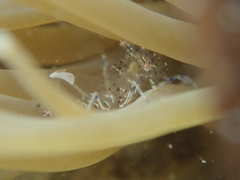 Periclimenes sagittifer